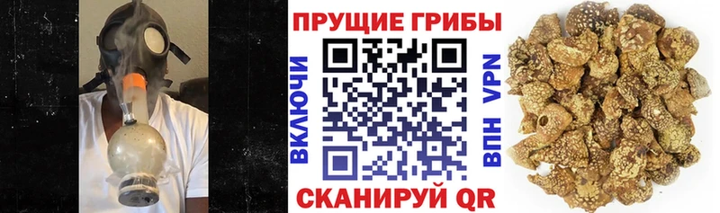 Галлюциногенные грибы Psilocybine cubensis  Купить закладки  Гдов 